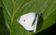 Small White (Pieris rapae)